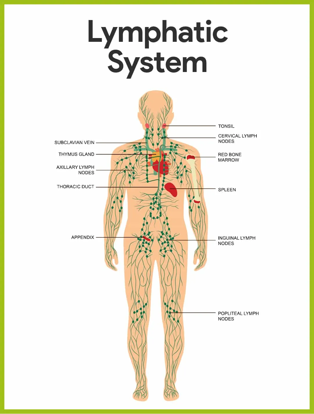 Lymphatic system of man